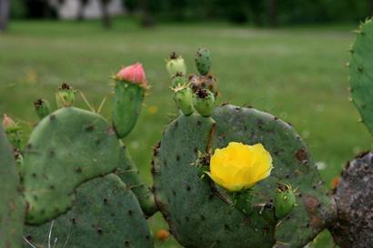 Cactus in bloom in Independence, Texas
