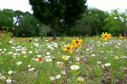 Field of Wildflowers in Independence, Texas