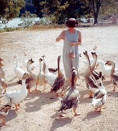 Feeding geese by the river