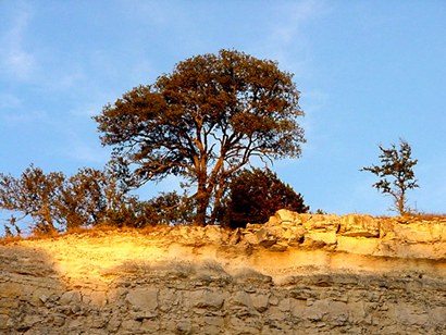 Kerrville, Texas cliff with trees