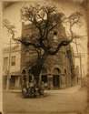 Historic Trees