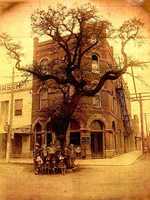 Historic Muster Oak in 1900