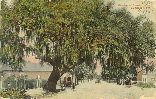 La Grange, TX - Live Oak in front of the Alexander House on South Washington 