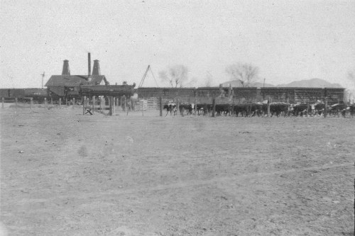 Lobo Texas T&P yard. Old photo