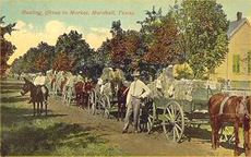 Hauling Cotton to Market, Marshall, Texas old postcard