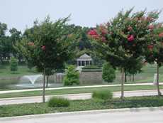 Single stem crape myrtles, Stonebridge Ranch Subdivision, McKinney