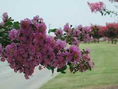 crepe myrtle blooms