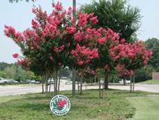 Crepe myrtle trail, El Dorado Parkway