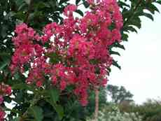 hot pink crepe myrtle bloom