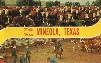 Cows in Mineola, Texas