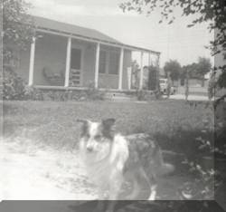 Monahans Texas - Grandfalls Hwy Dog 1955