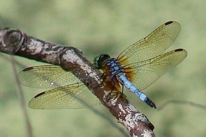 Mosquito hawk at Paradise Pond in Port  Aransas Texas                 