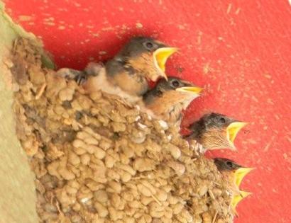 Smithville, Texas - Baby swallows