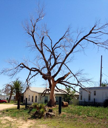 Seagraves TX tree