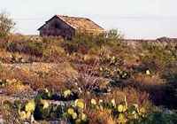 Langtry, Texas, cactus and old farm house