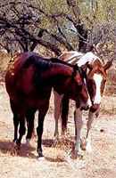 Morris Ranch Texas horses