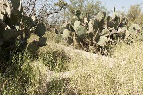 Pumpville TX - cactus