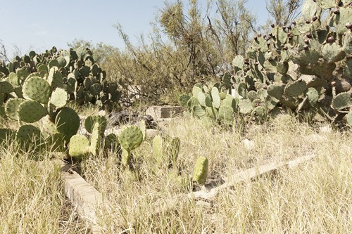 Pumpville TX - cactus