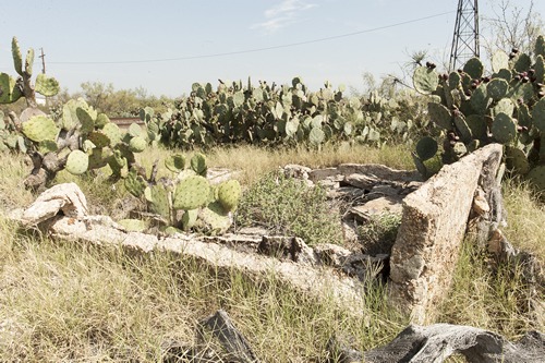 Pumpville TX - cactus