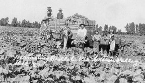 Broccoli pickers Texas