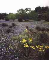 Bluebonnets and cactus