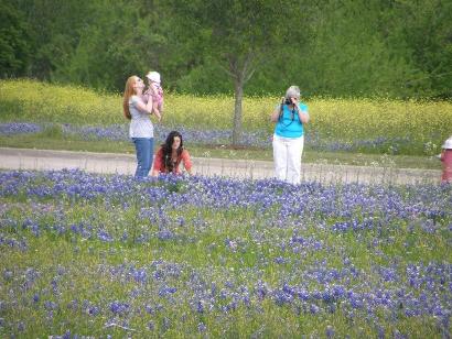 Bluebonnets in Brenham  Texas