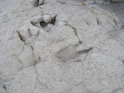 Where can I see dinosaur tracks in Texas?