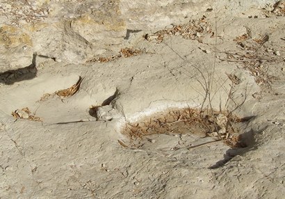 Glen Rose, TX -  Tracks - Dinosaur Valley State Park 