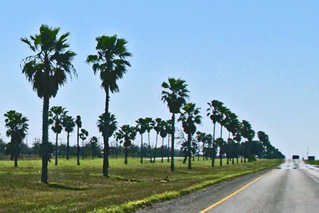 Palm lined US 77, Texas