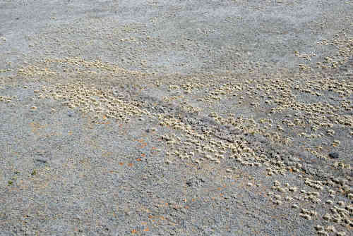 Bailey County TX - Mackenzie Trail Trace aerial view