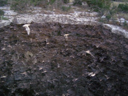 Rocksprings TX Devil's Sink Hole Mexican Free Tail Bats 