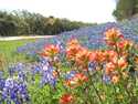 Wildflowers