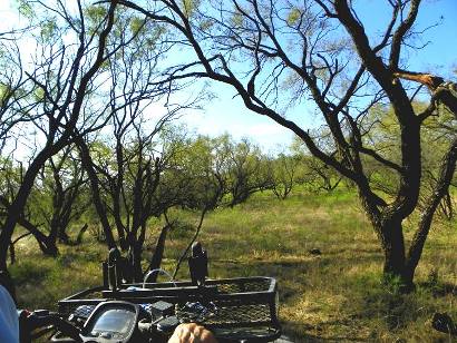 Mesquite Bushes