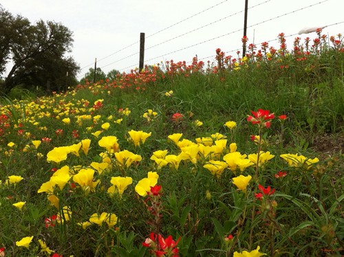 Fayette County TX wildflowers