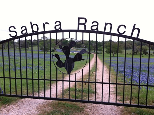 Fayette County TX wildflowers - bluebonnet fielf in Sabra Ranch 