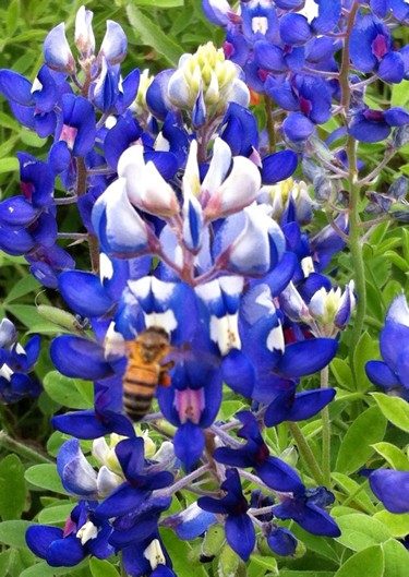 Fayette County TX wildflowers - bluebonnets