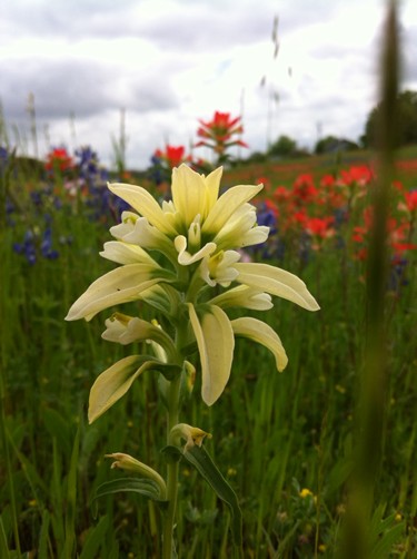 Fayette County TX wildflowers - bluebonnets & indian paintbrush