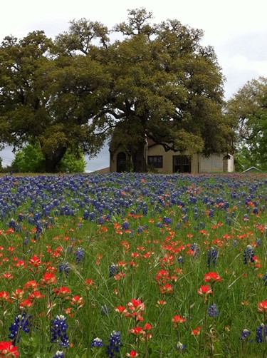 Fayette County TX wildflowers - field of bluebonnets & indian paintbrush