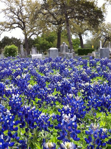 Fayette County TX wildflowers - bluebonnets in cemetery