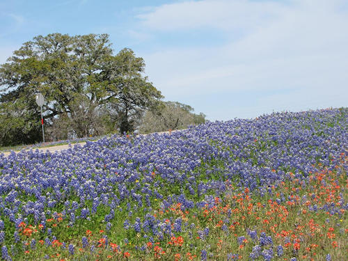 TX Field of Bluebonnets