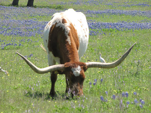 TX Cow in Field of Bluebonnets