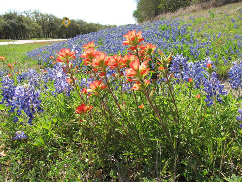 TX Bluebonnets & Indian Paint Brush