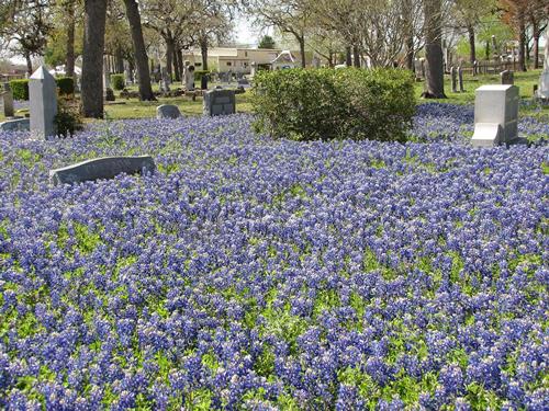 TX Bluebonnets in La Grange Cemetery