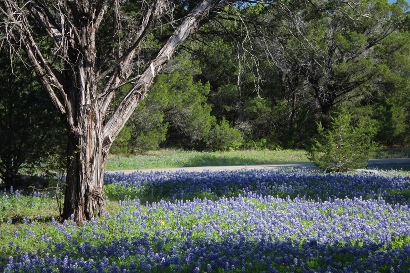 TX - Meridian State Park, bluebonnets