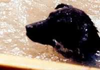 Rio Grande River Texas  - Boquillas  dog Lobo swimming