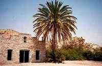 Big Bend, Texas - Stone building and palm 