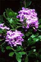 Texas mountain laurels