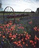 field of wildflowers