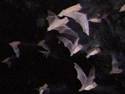 Bats