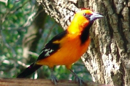 Altamira Oriole @ Benson-Rio Grande Valley State Park , Texas